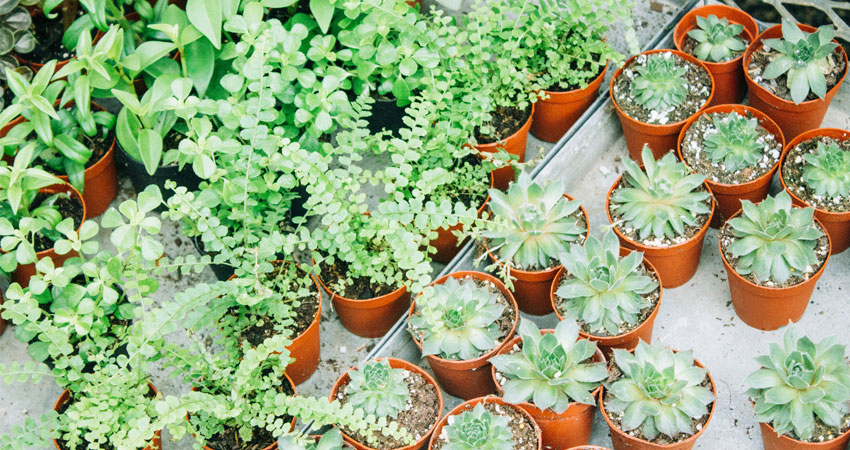 The Top-Rated Garden Centers in the Ann Arbor Area, Mapped